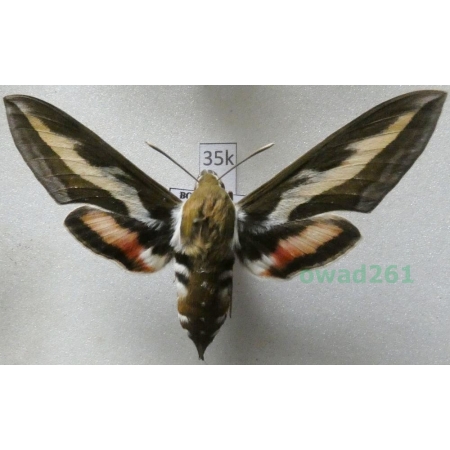 Hyles gallii (Rottemburg, 1775) Czech 66mm35k